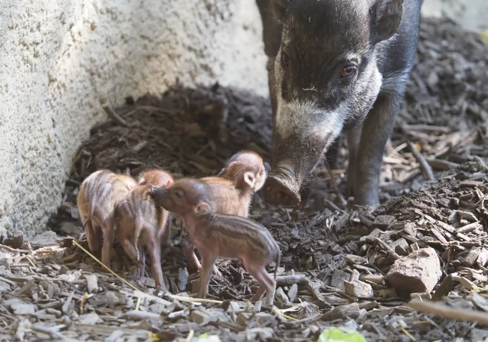Do zoo na mláďata! V Jihlavě mají nové přírůstky, rozšířili také nabídku suvenýrů