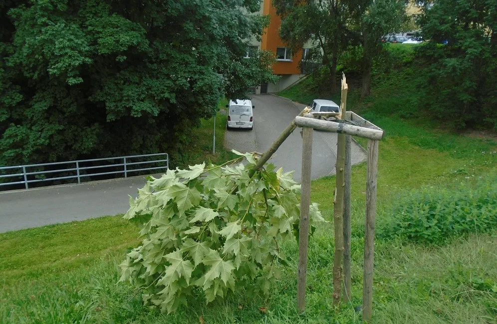 Vandal poničil mimo jiné mladý javor.