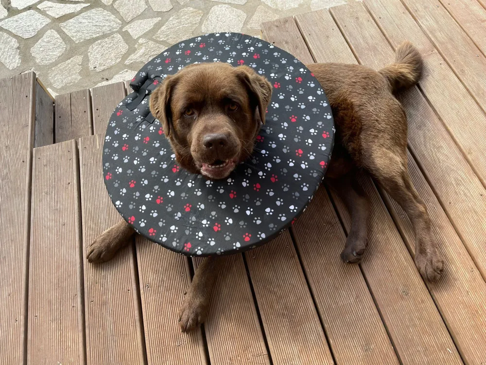 Chtěly usnadnit léčbu svým nemocným pejskům, vytvořily pro ně v době covidu geniální veterinární pomůcku
