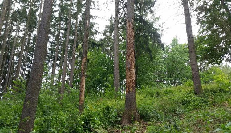 Ilustrační foto