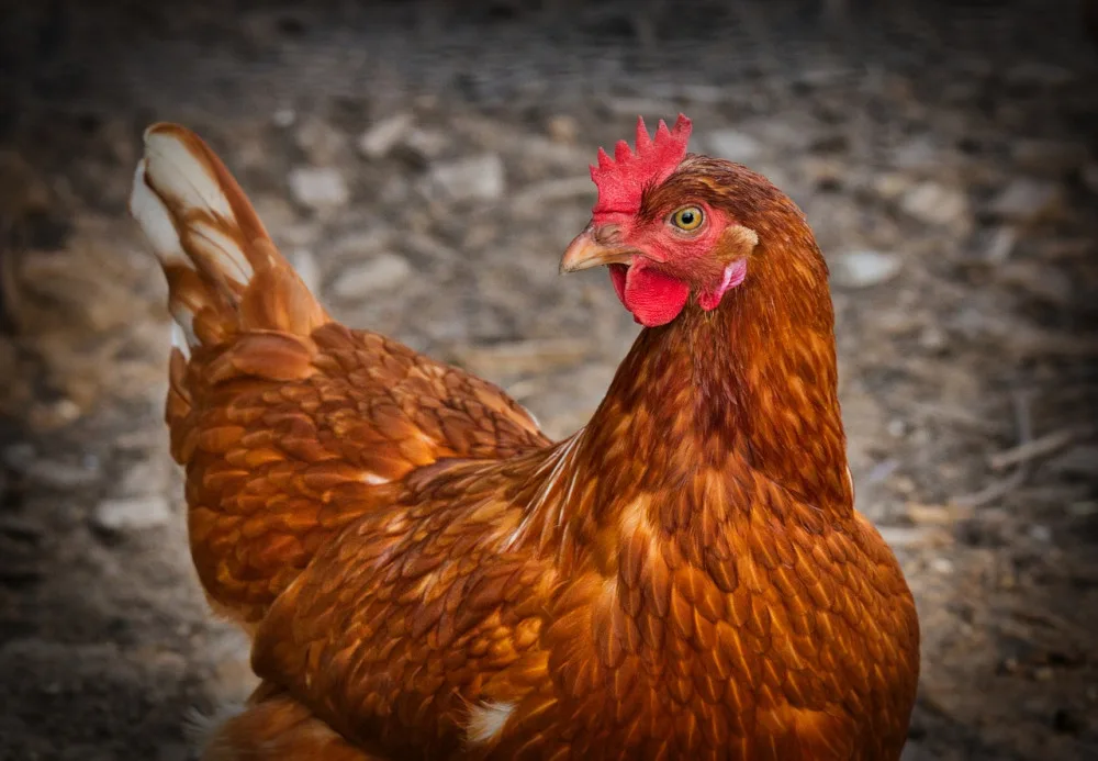 Veterináři potvrdili v malochovu na Jindřichohradecku ohnisko ptačí chřipky