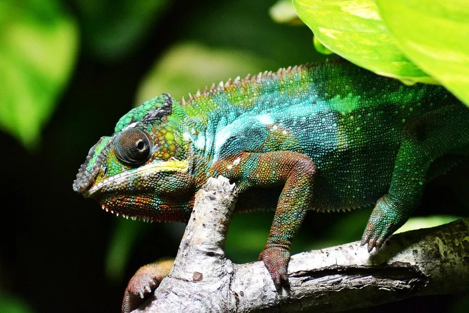 Muž choval doma a v garáži několik desítek chameleonů. Průkazy původu k nim neměl
