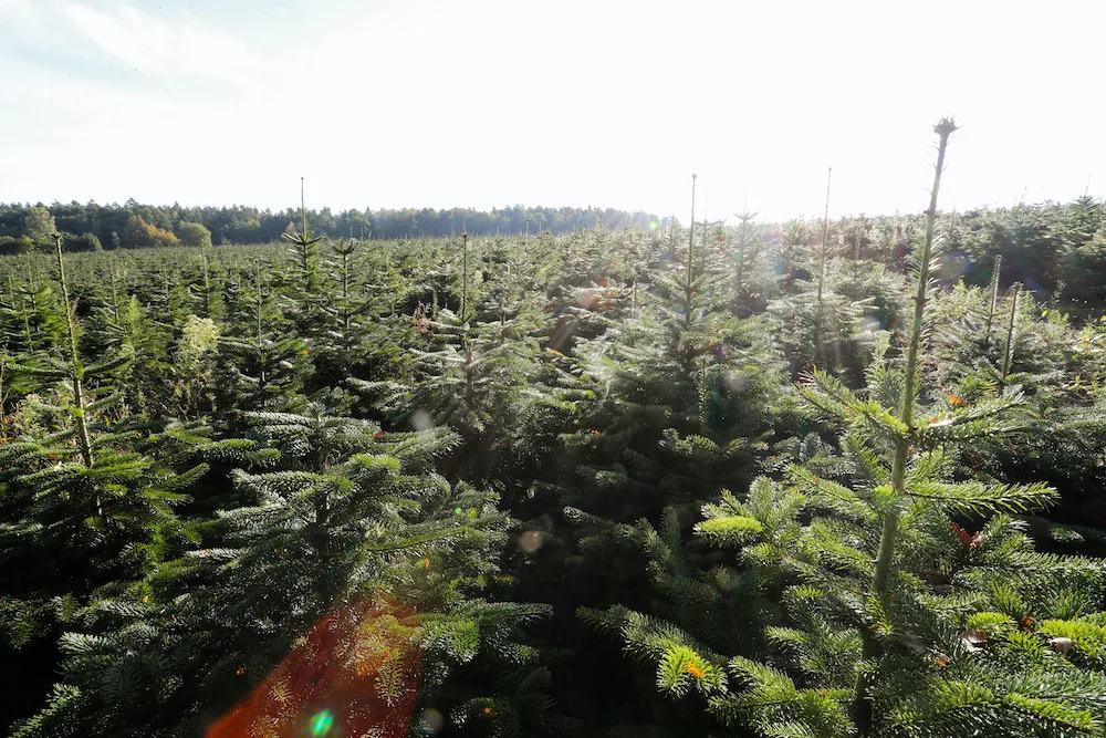 Největší jihočeský producent už chystá prodej vánočních stromků. První si lidé odnesou začátkem prosince