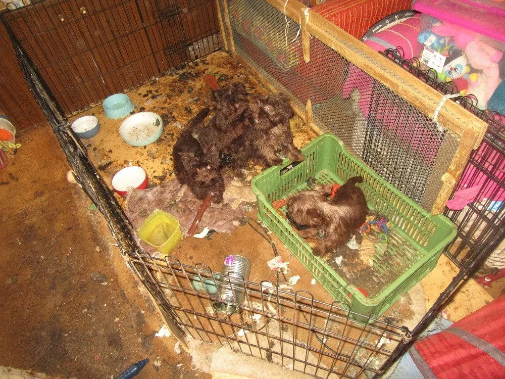 Veterináři odebrali desítky jorkšírských teriérů.