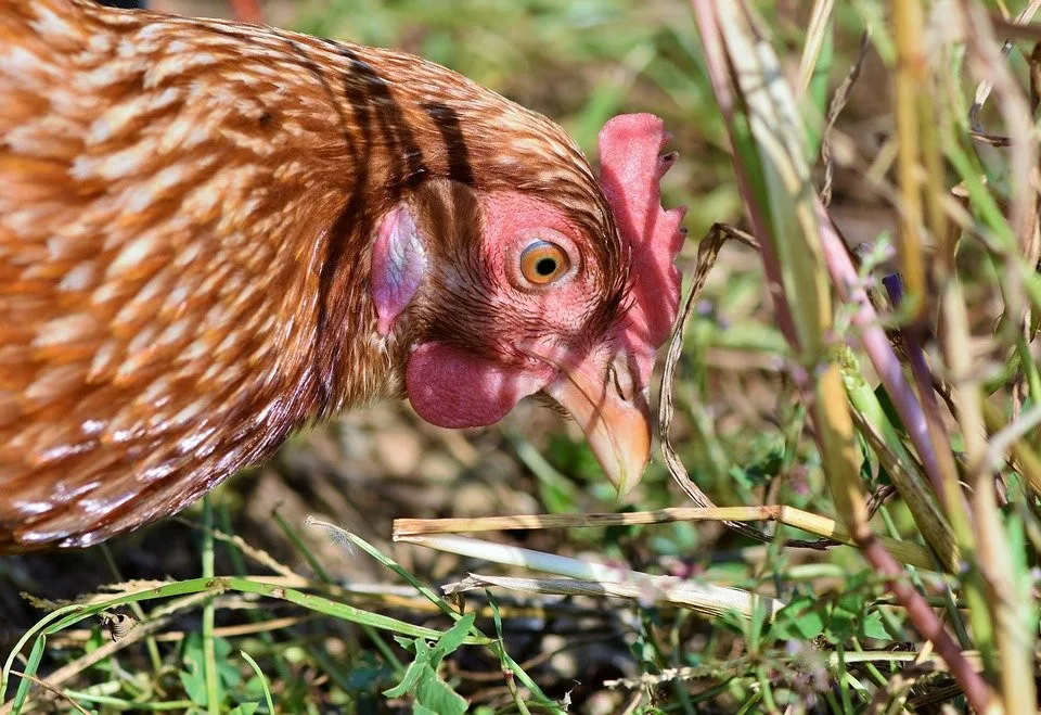 V malochovu na Strakonicku potvrdili veterináři ptačí chřipku. Drůbež byla utracena