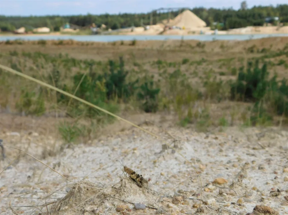Vědci objevili na Jindřichohradecku vzácné druhy rovnokřídlého hmyzu