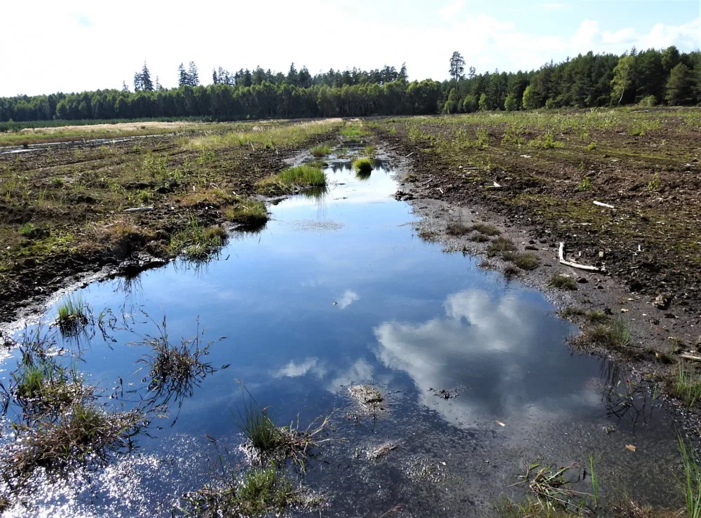 Vědci objevili na Jindřichohradecku vzácné druhy rovnokřídlého hmyzu