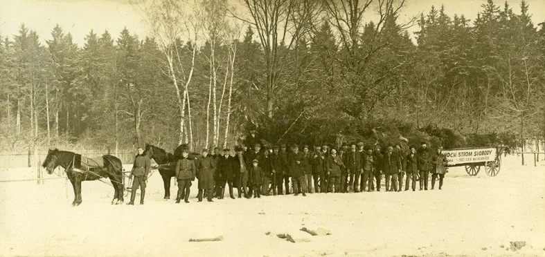 Strom naložen po skácení 17. 12. 1925