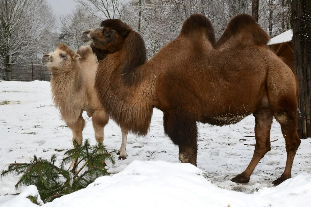 Odstrojené vánoční stromky lidé nabízí do zoo. Pro zvířata se bohužel nehodí