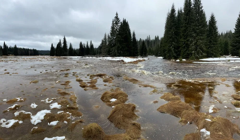 Javoří potok – na fotografii je dobře vidět, jak se vylévá z meandru do nivy. Pro tento jev existuje krásné české slovo – vybřežení.