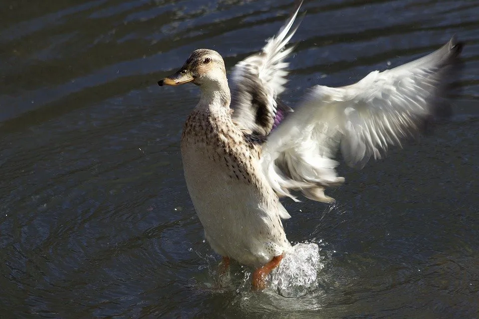 V chovu divokých kachen na Strakonicku je nové ohnisko ptačí chřipky