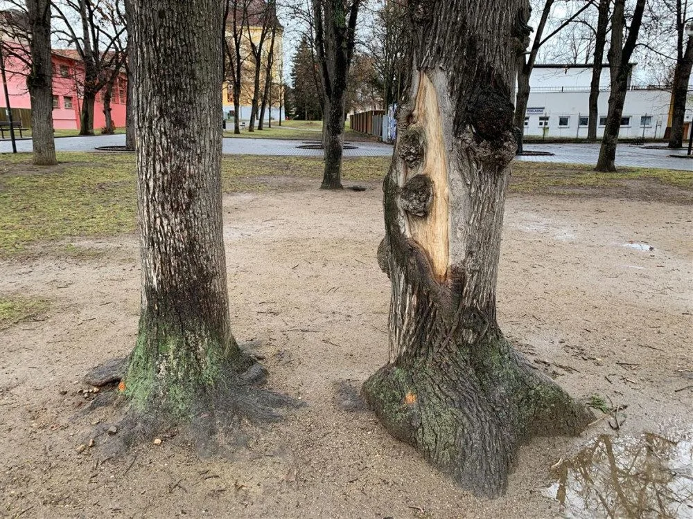 Stromy určené k pokácení jsou ve špatném stavu.