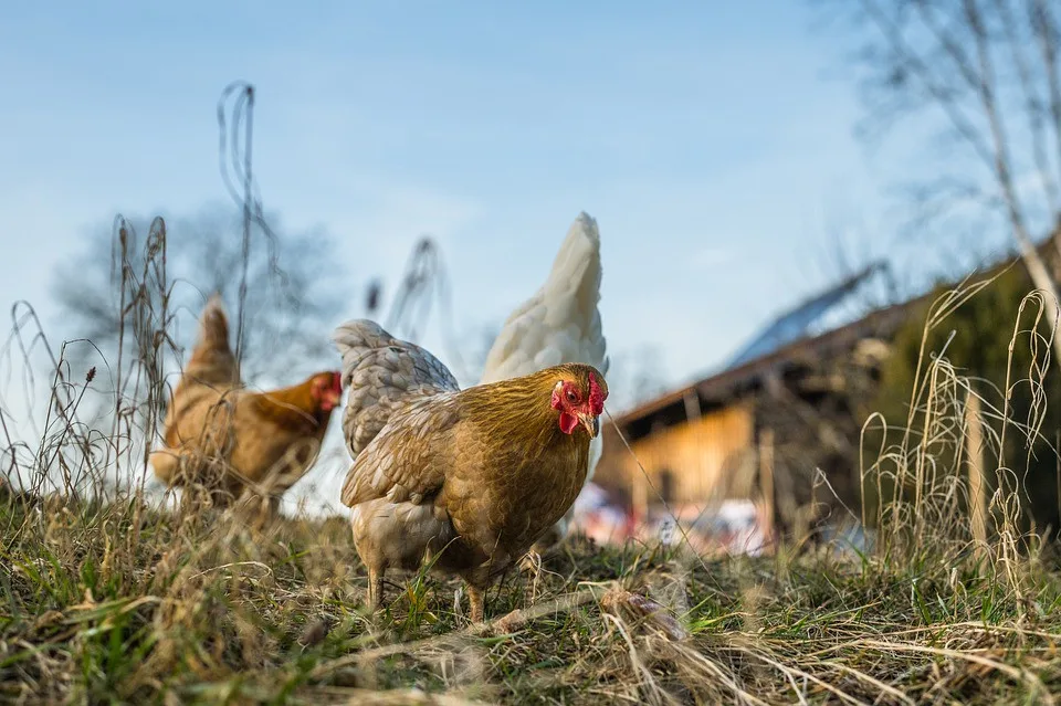 V malochovu drůbeže na Strakonicku je nové ohnisko ptačí chřipky