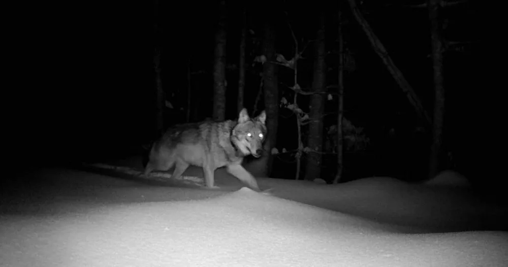 Zoologové nonstop sledují vlky na Šumavě, jejich počet odhadují až na 30 jedinců