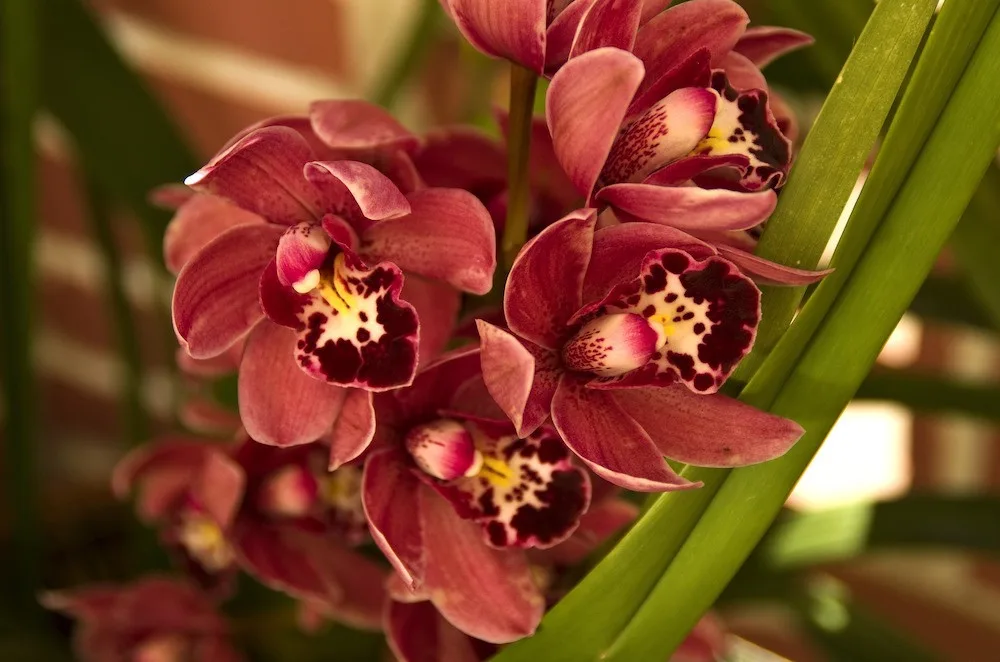Tropický ráj v únoru. Jihočeské muzeum zve na výstavu orchidejí