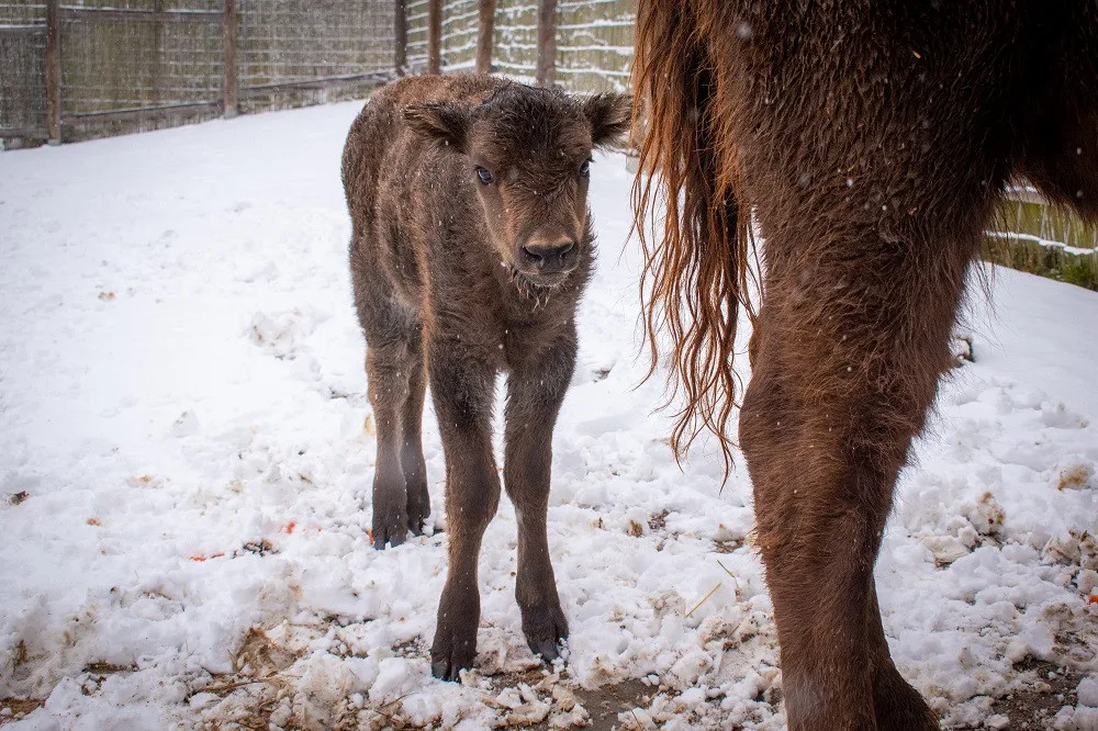 Zubří stádo v táborské zoo má nový přírůstek. Lidé mohou vybrat jméno