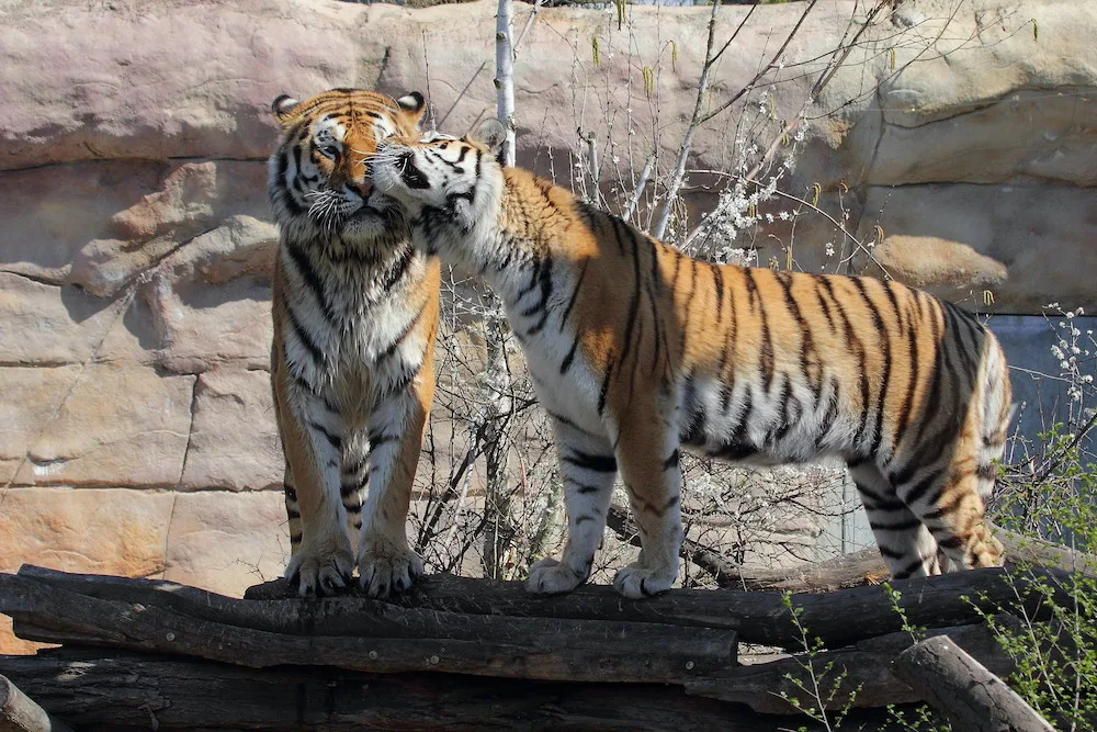 Zoo Hluboka nad Vltavou