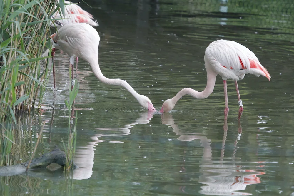 Zoo Hluboka nad Vltavou