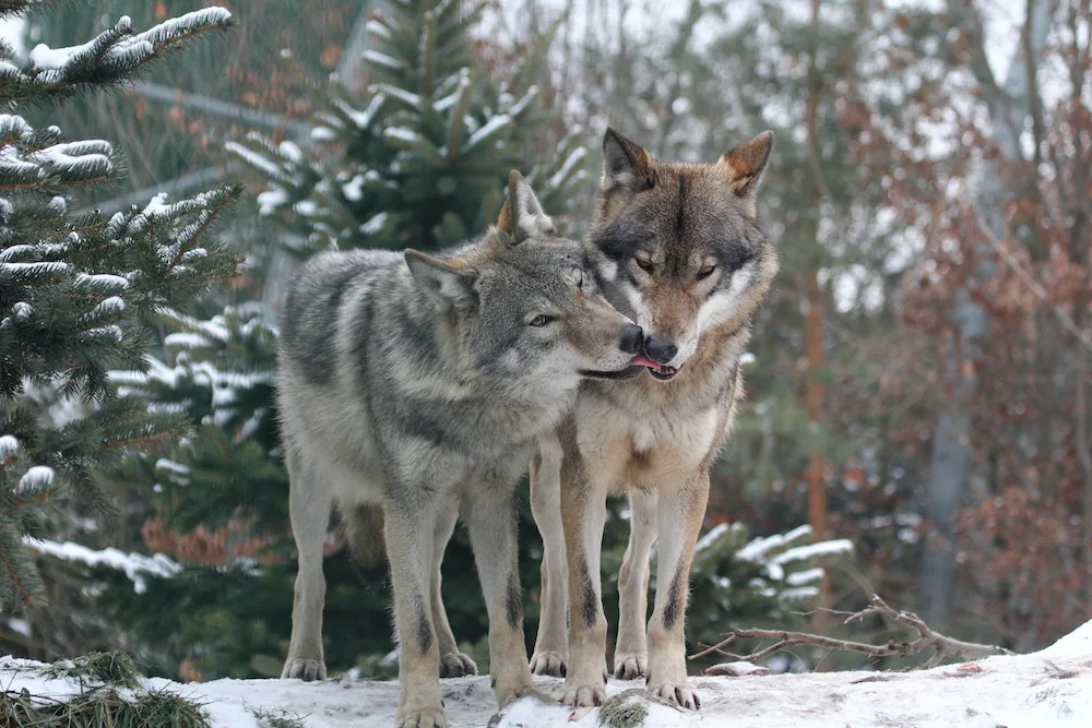 Zoo Hluboka nad Vltavou