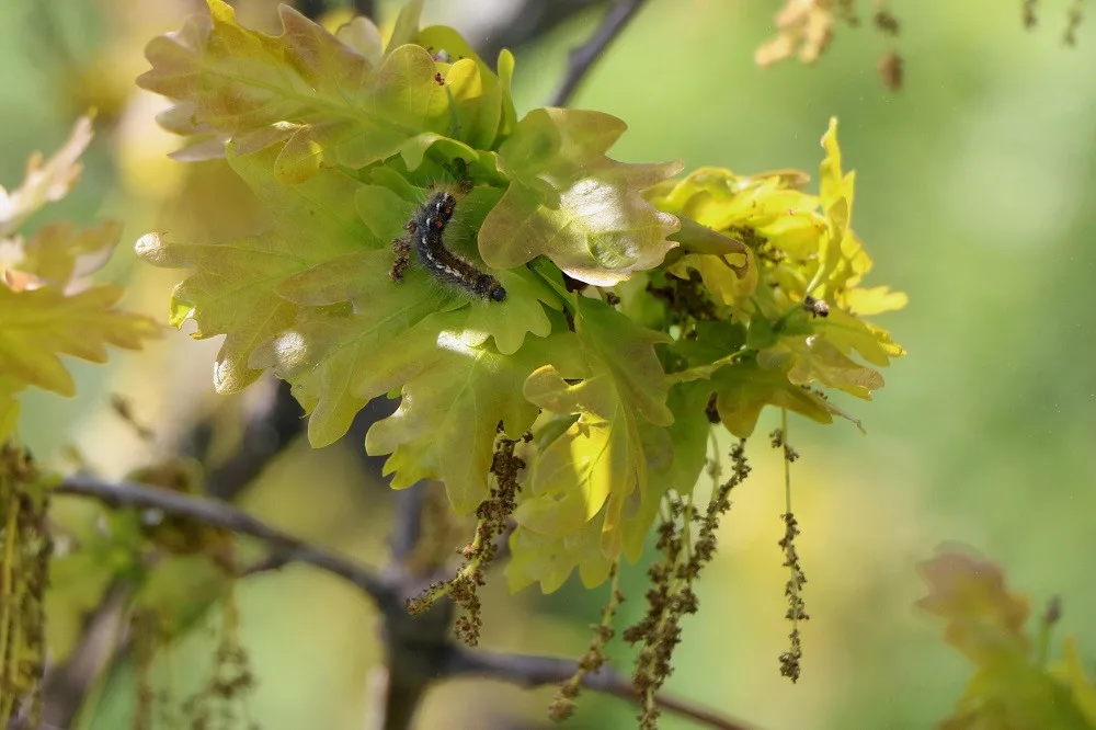 Housenka bekyně zlatořitné (Euproctis chrysorrhoea) je jeden z mnoha druhů herbivorů, kteří se na dubech běžně vyskytují. Foto: T. Volfová, BC AV ČR
