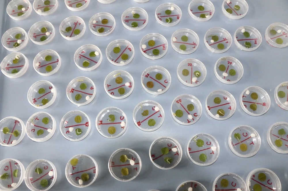 Housenky se v laboratorním experimentu vyhýbaly listům ošetřeným postřikem methyl jasmonátu, což je rostlinný hormon, který spouští obranu stromu. Foto: M. Volf, BC AV ČR.