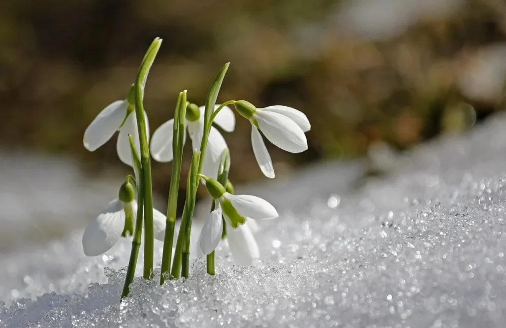 Šumava zažila mrazivou noc, teploty klesly k minus 20 stupňům Celsia