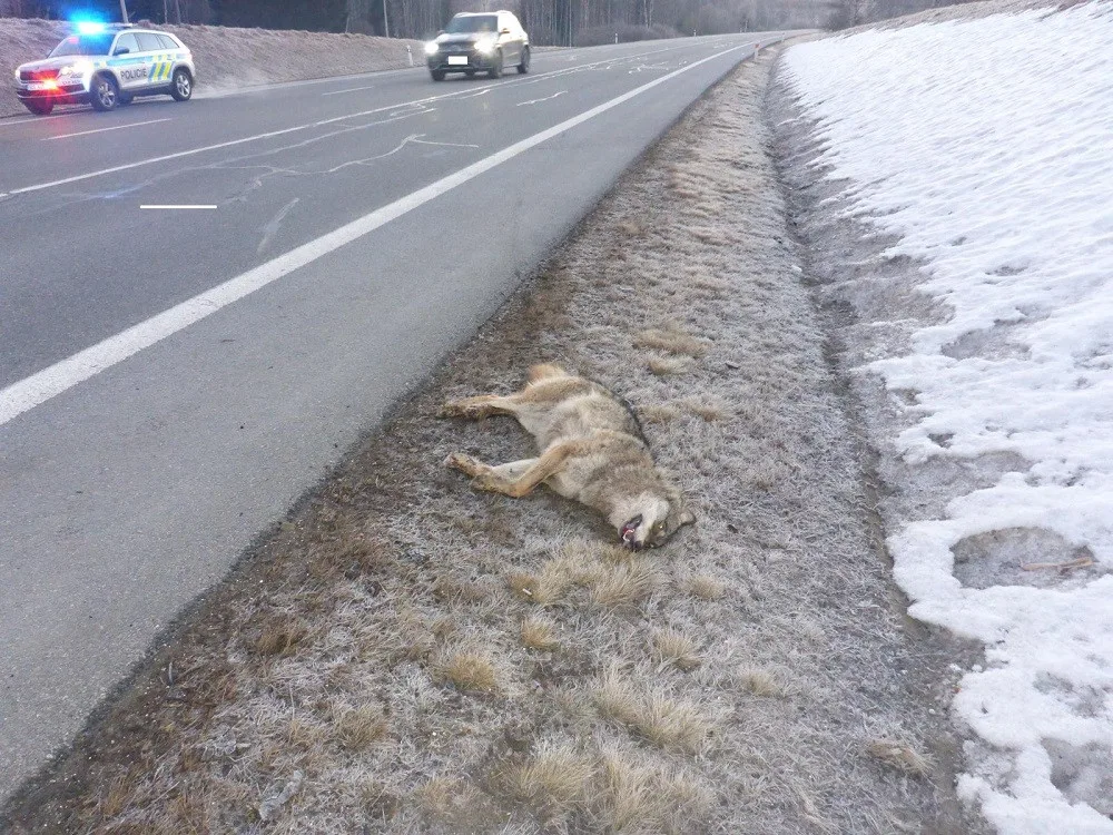 Nedaleko hranic s Německem srazil řidič vlka. Zvíře zraněním podlehlo