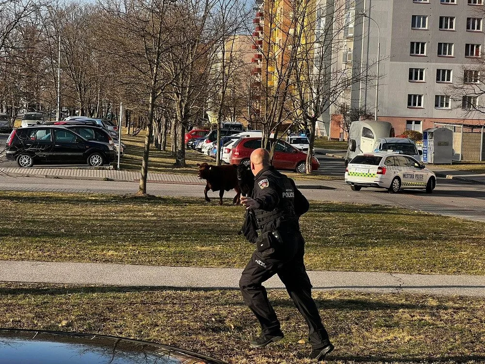 Po Budějcích pobíhají krávy. Řidiči by měli být opatrní