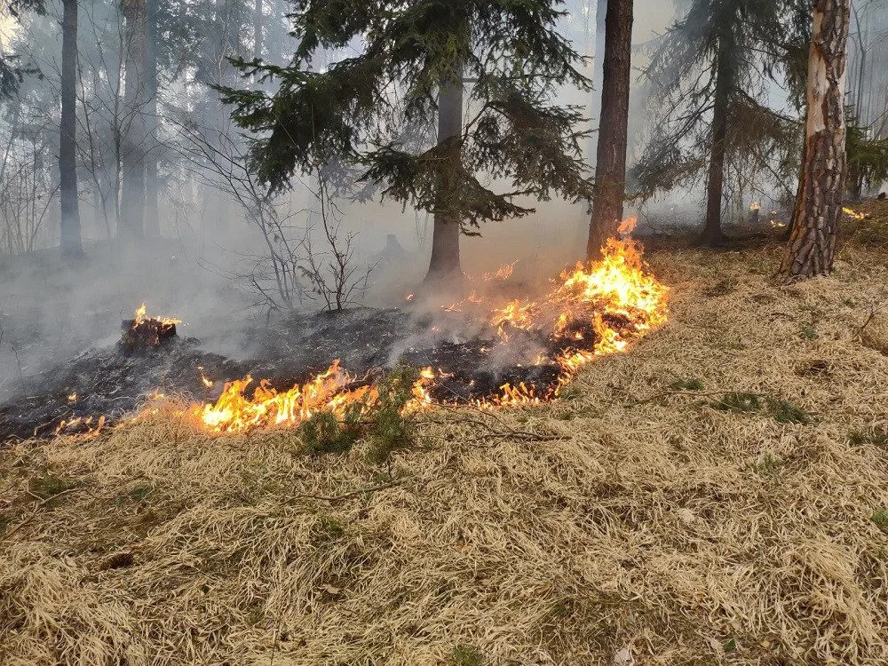 Hasiči druhý den bojují s požárem u Blanského lesa. Na místě zasahuje několik jednotek