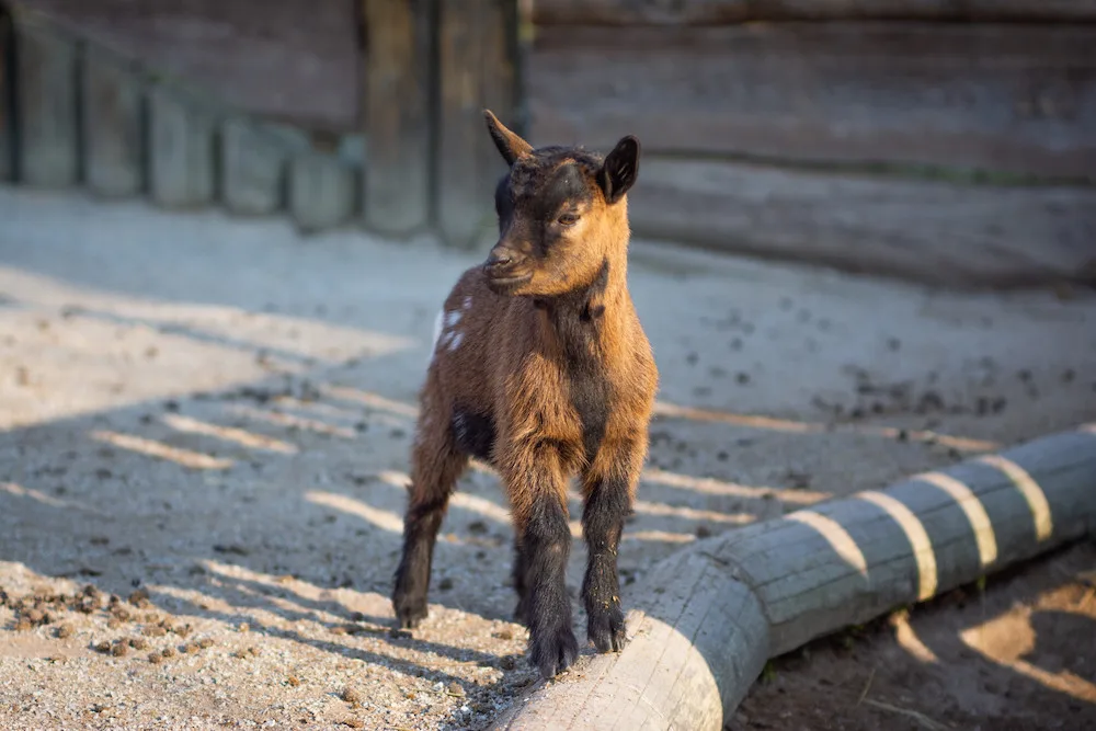 I v zoo na Hluboké oslaví Velikonoce