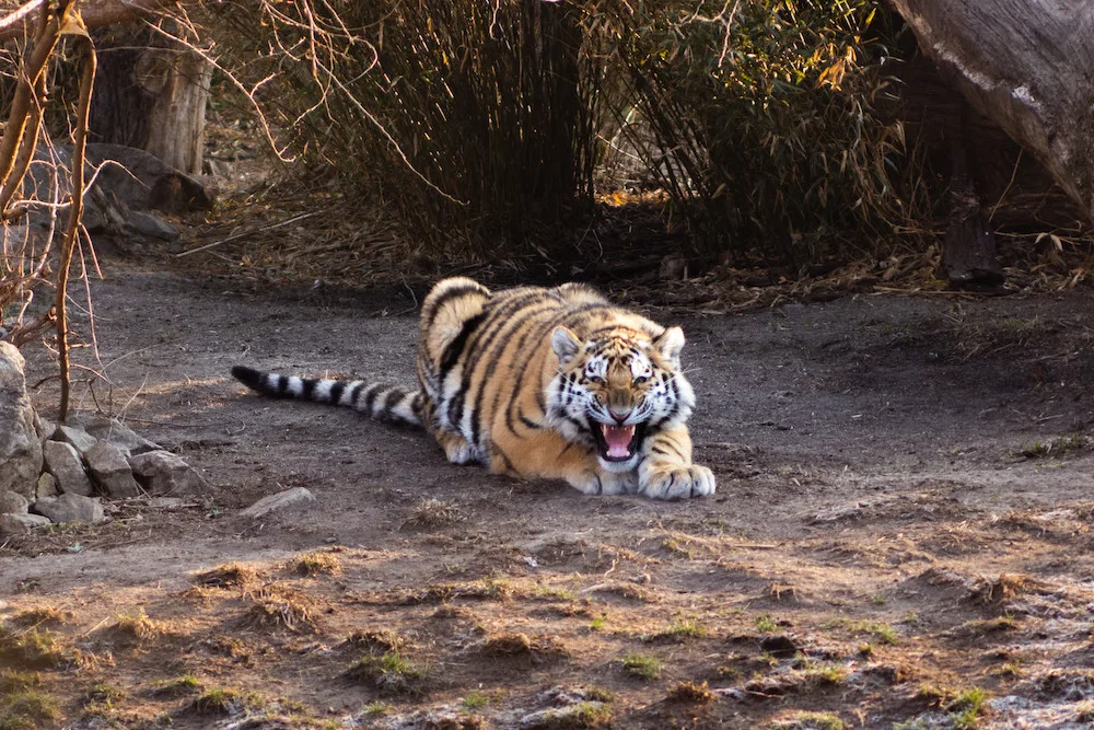 I v zoo na Hluboké oslaví Velikonoce