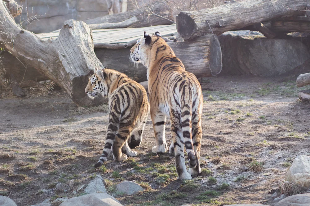 I v zoo na Hluboké oslaví Velikonoce