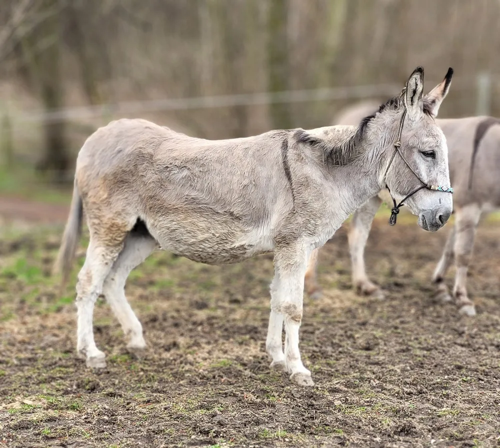 Nepromyšlený podnikatelský plán málem skončil smrtí březích oslic. Táborská zoo pomohla některé zachránit