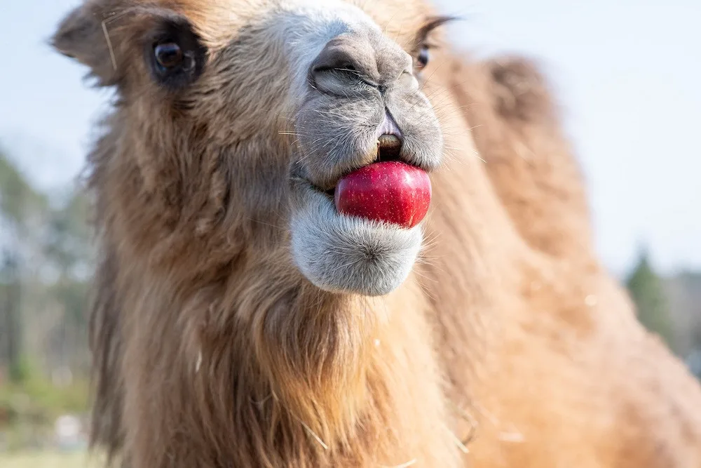 Penny neplýtvá a posílá do zoo zdravé ovoce a zeleninu