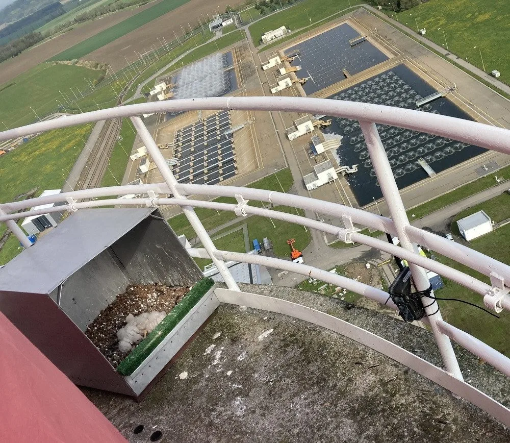 Mláďata se narodila v budce na druhé nejvyšší stavbě temelínské elektrárny - stometrovém ventilačním komíně.