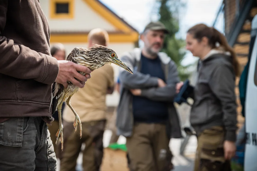 Zaměstnanci Zoo Hluboká vypouští do přírody kvakoše odchované ve voliéře od roku 2009. Před šesti lety se k projektu přidala Zoo Dvůr Králové, odkud letos zamířili na jih Čech čtyři kvakoši. 