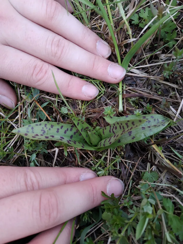 Vzácná orchidej prstnatec májový zachycená Danielou Procházkovou
