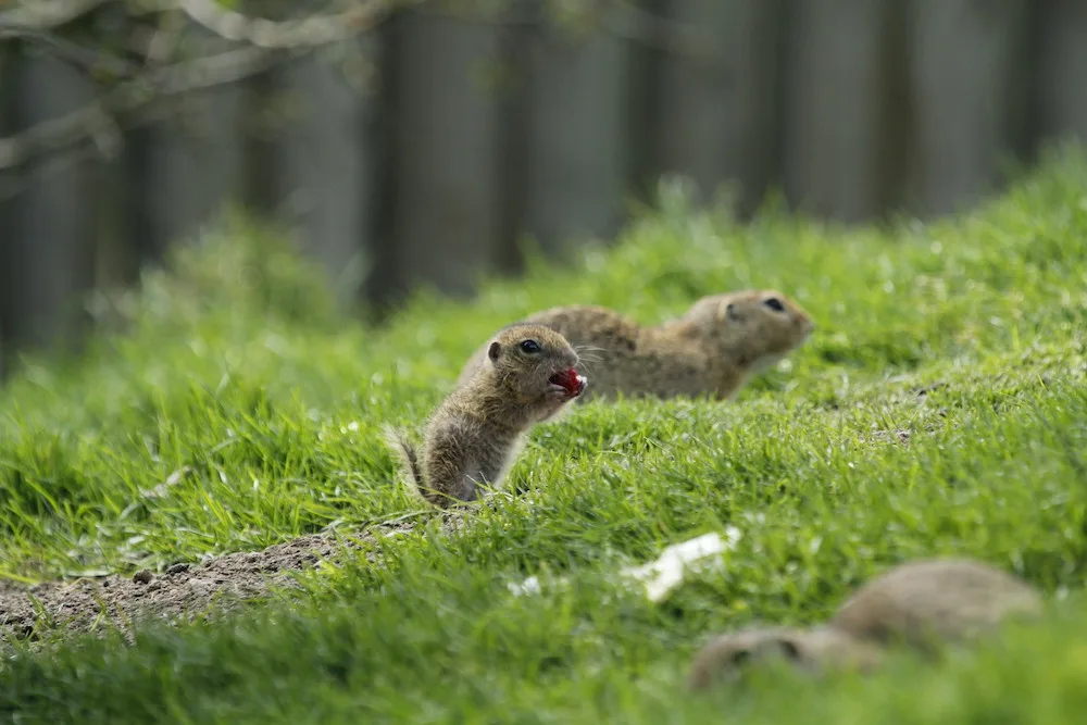 Zoo Hluboka nad Vltavou