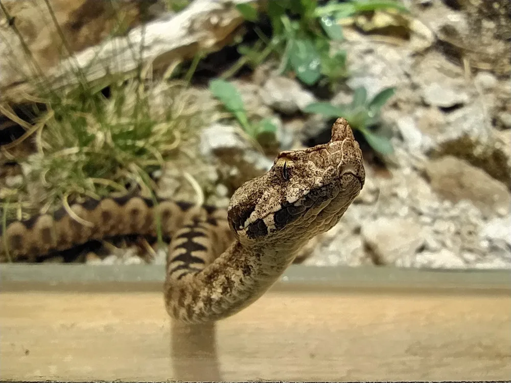 Zoo Hluboká se připravuje na hlavní návštěvnickou sezonu