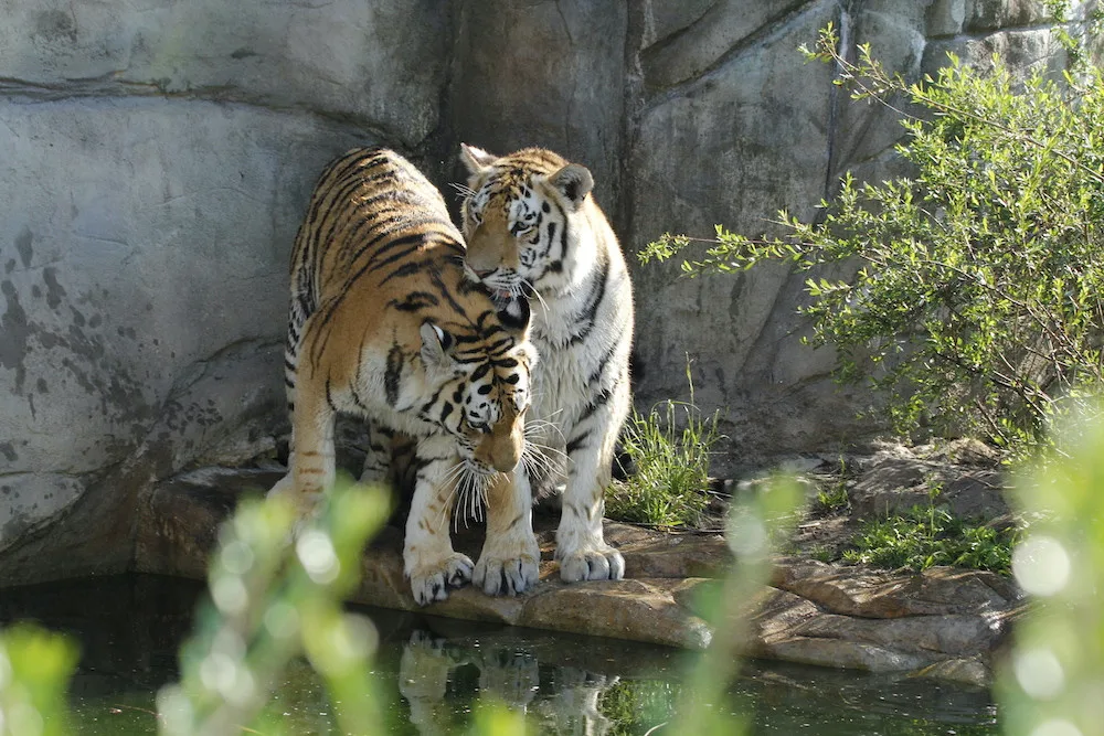 Zoo Hluboka nad Vltavou