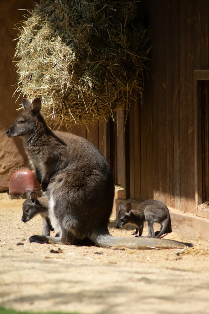 Zoo Hluboká se připravuje na hlavní návštěvnickou sezonu