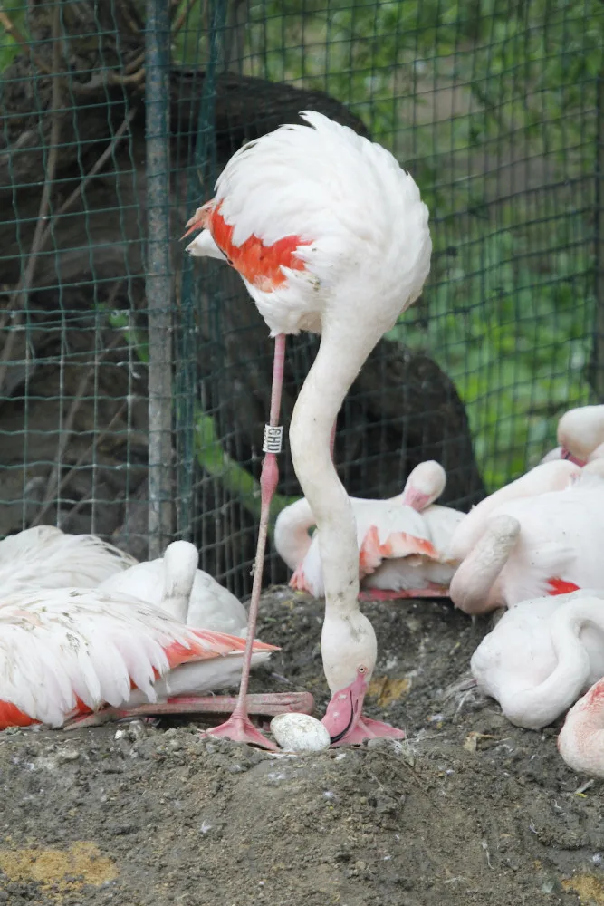 Zoo Hluboka nad Vltavou