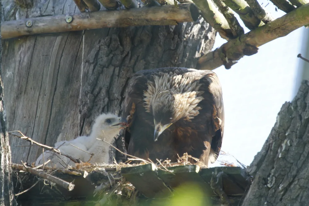 Zoo Hluboka nad Vltavou