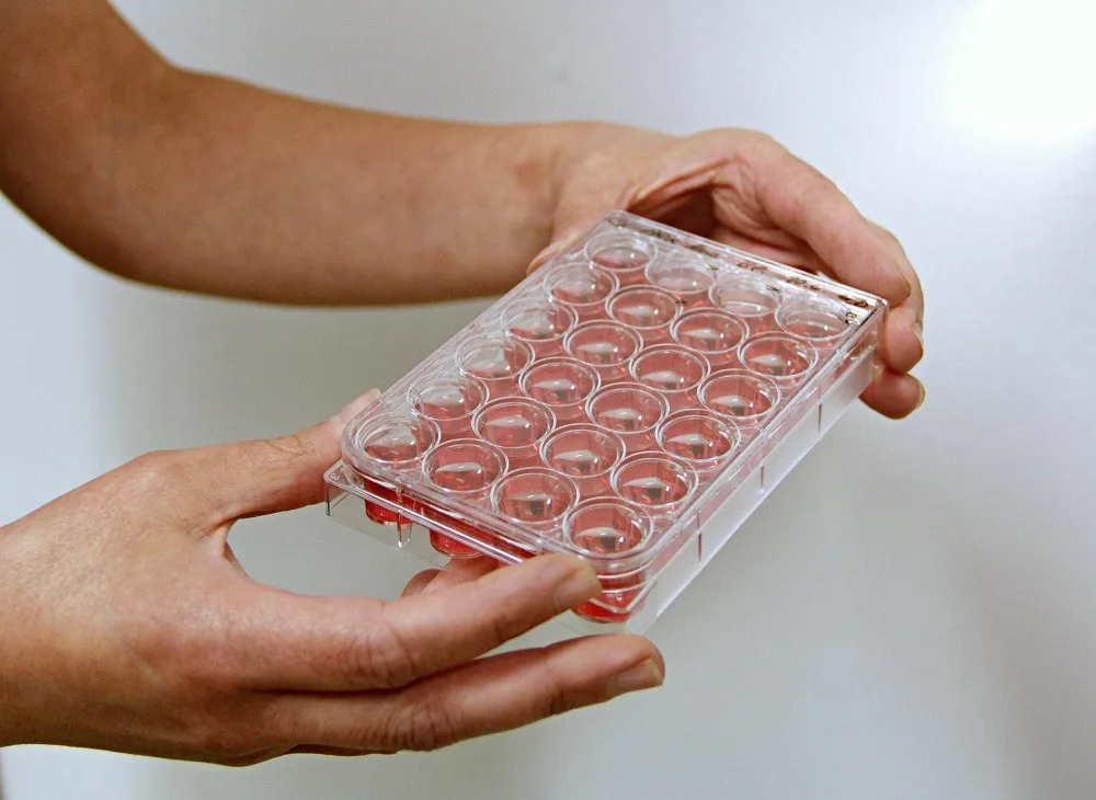 Parazit se pro laboratořní účely chová v živném médiu.