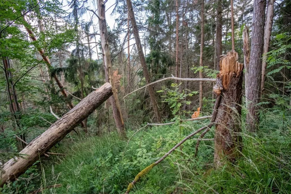 Kvůli stovkám nebezpečných a suchých stromů uzavřel národní park Šumava část trasy k Předním Paštím. Foto: Štěpán Rosenkranz