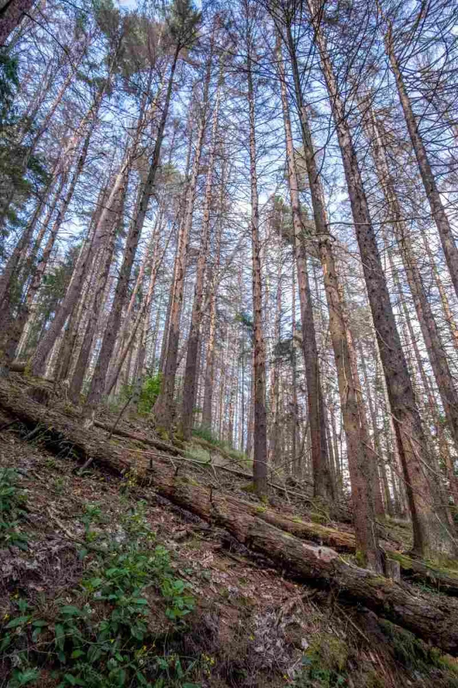 Kvůli stovkám nebezpečných a suchých stromů uzavřel národní park Šumava část trasy k Předním Paštím. Foto: Štěpán Rosenkranz
