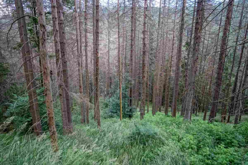 Kvůli stovkám nebezpečných a suchých stromů uzavřel národní park Šumava část trasy k Předním Paštím. Foto: Štěpán Rosenkranz