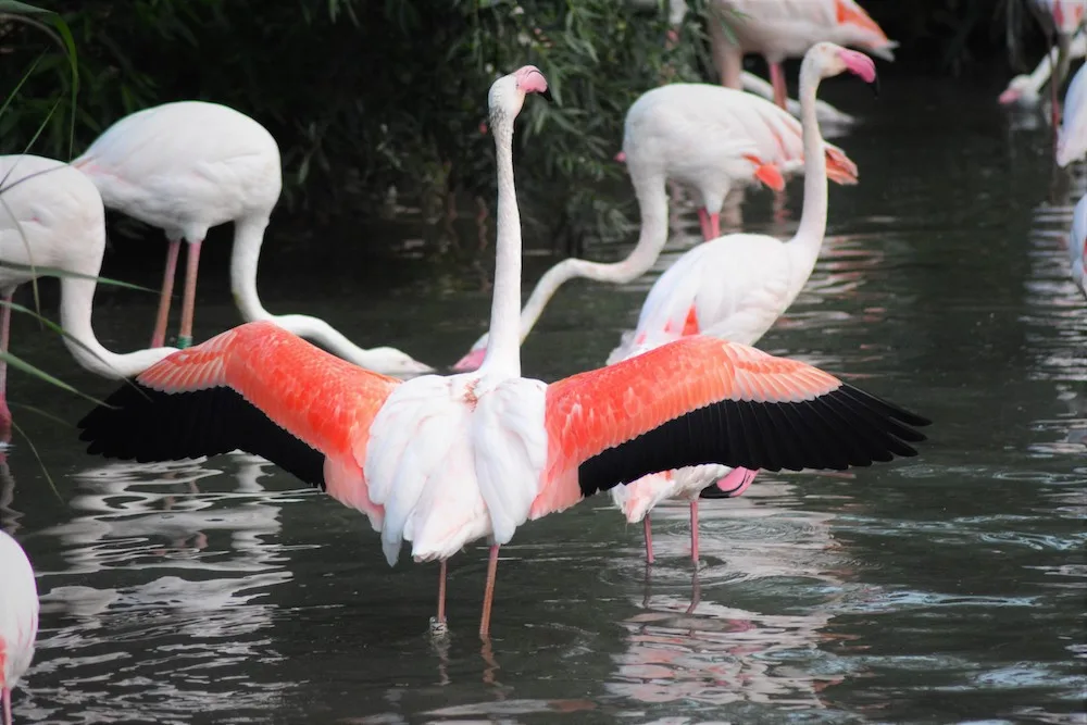 Návštěva zoologické zahrady když se setmí?