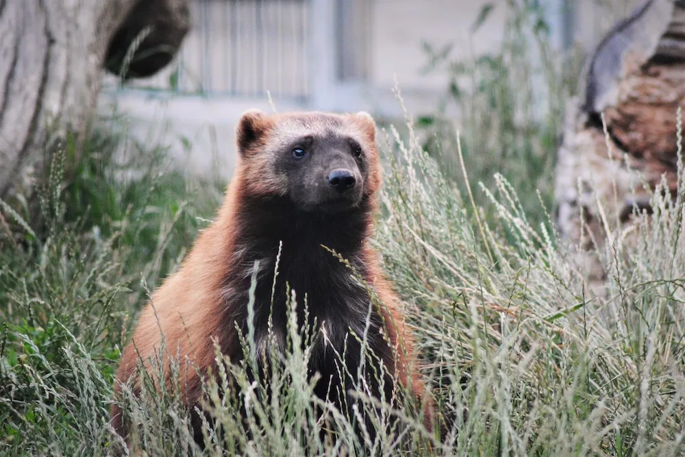 Návštěva zoologické zahrady když se setmí?