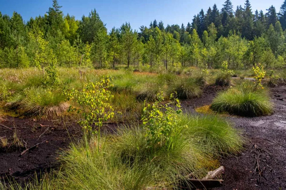 Národní park uzavře Soumarské rašeliniště. Kvůli stavbě